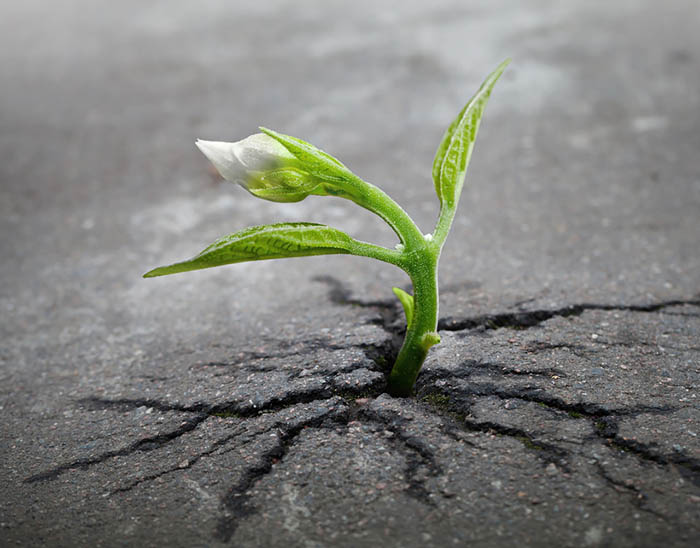 1609769376_flower-tree-growing-concrete-pavement-1.jpg