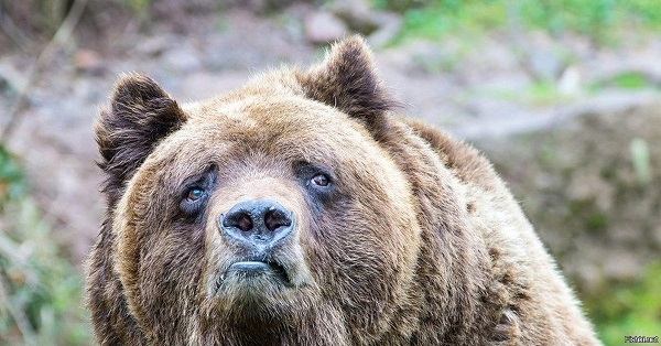 1610089765_грустный медведь.jpg